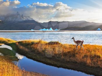 Trusting guanaco on the shore of Lake Grey.  National Park Torres del Paine, Chile. Gray lake and snow-capped mountains. Blue iceberg floating in the distance. Warm summer sunset light illuminates the