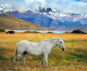 White  horse grazing in a meadow near the lake. On the horizon, towering cliffs Torres del Paine