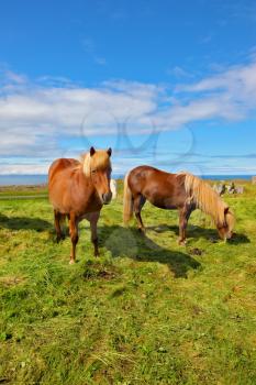 Summer in Iceland. Two Icelandic bay horses with white manes on a free pasture