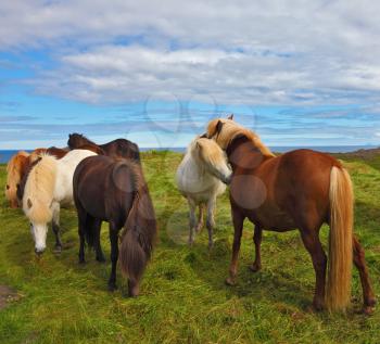 Icelandic horses on the shore of the fjord. Beautiful and well-groomed horse chestnut and white suit on free ranging