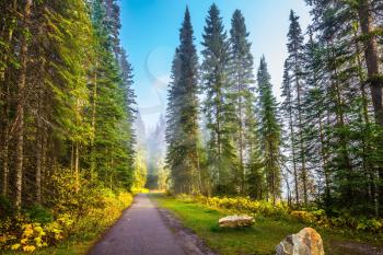 Morning mist on the Emerald Lake, Yoho Park, Canada. Alley in the coniferous forest