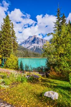 Blossoming glade in coniferous forest. Beautiful day on the Emerald Lake. Rocky Mountains, British Columbia
