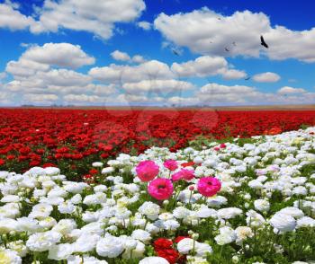 White garden buttercups are combined with bright red and pink flowers ranunculus. Cumulus clouds float across the sky. Boundless rural field with flowers