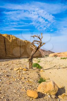 Stone desert near the seaside resort of Eilat. The route starts in the scenic Black Canyon. Fancifully curved dried tree