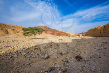 Stone desert near the seaside resort of Eilat. Walking route on  picturesque Black canyon. Fancifully curved dried tree
