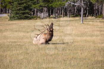  Deer horns scratching his back in the grass in the meadow.  Jasper National Park in the Rocky Mountains 