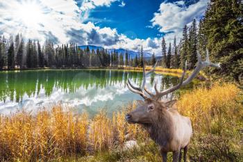 Rocky Mountains in Canada. Great horned deer stands on the shore of round lake. The lake reflects multi-colored autumn forests and mountains