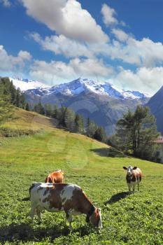 Gorgeous weather in the Swiss Alps. Three fat cows grazing on green alpine meadow. Snow-capped mountains in the distance
