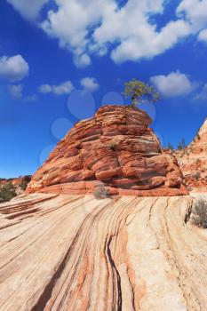 Zion National Park, USA. Striped hills of red sandstone. The famous Jumping Tree Jerky-tree