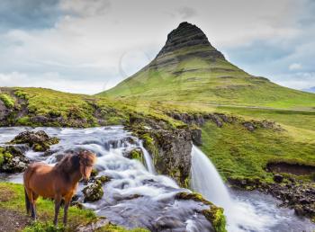 Foggy day in Iceland. On the bank of powerful falls the well-groomed Icelandic horse is grazed