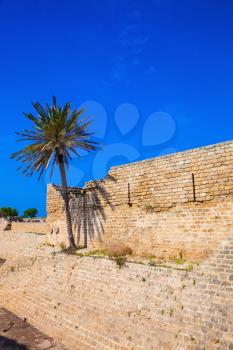Lone palm tree growing on the rocks. Deep protective moat around the ancient Caesarea, Israel