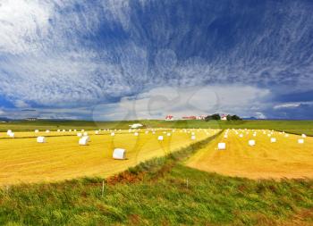 Summer Iceland. Rural pastoral after harvesting. Big field with haystacks. 