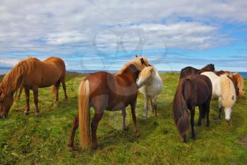 Icelandic horses. Beautiful and well-groomed horse chestnut and white suit on free ranging