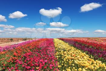 Field of multi-colored decorative flowers buttercups Ranunculus.  Flowers planted with broad bands of colors - red  and yellow. Spring fine day