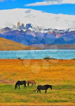   Impressive landscape in the national park Torres del Paine, Chile. Lake Laguna Azul in the mountains. On the shore of Laguna Azul grazing horses