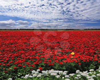  Spring in the fields of Israel. Huge field of red garden buttercups for export