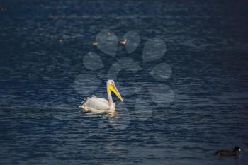 The large pelican floats in darkly blue water of the lake. Hula Nature Reserve, Israel, December