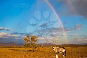 Antelope-oryx standing under magnificent rainbow. The  rainbow crosses the sky over desert. The concept of exotic tourism in Namib-Naukluft National Park, Namibia 