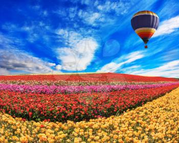 Over the field in sky flying big balloon. Elegant multi-color rural fields with flowers - ranunculus -  red and yellow