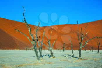 The dried lake Deadvlei. Scenic dried trees among the giant orange sand dunes. Ecotourism in  Namibia