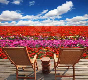  Comfortable lounge chairs on wooden platform for rest and observation. Field of multi-colored decorative buttercups Ranunculus Bloomingdale