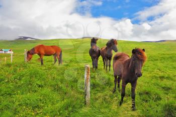  Well-groomed horses graze and play with each other in a meadow near the farm. Herd of Icelandic horses 