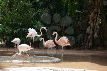The picturesque bird in the South American zoo of exotic tropical birds. Magnificent Andean flamingos