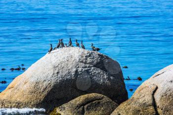 African black-and-white penguins and huge boulders on the Atlantic Ocean. The concept of  ecotourism. Boulders Penguin Colony in the Table Mountain National Park