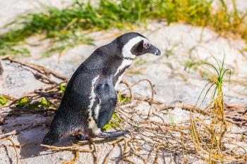 Penguin on the sand. Boulders Penguin Colony, National Park Table Mountain. South Africa