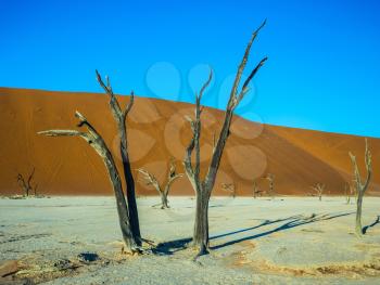 Orange sand dunes around the dried up lake. Picturesque dry trees covered sunset. The concept of exotic travel