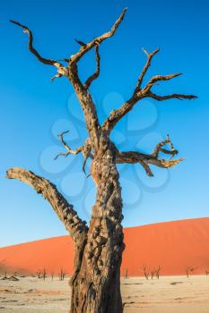  Orange dune and dried tree. The dried lake Deadvlei. Ecotourism in Namib-Naukluft National Park, Namibia