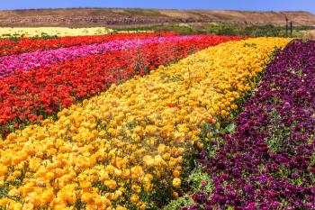 The kibbutz field with blossoming buttercups - ranunculus of different colors. Spring in Israel