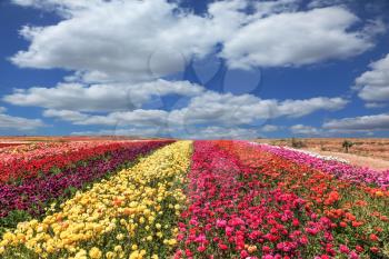  Flowers planted with broad bands of colors - red  and yellow. Field of multi-colored decorative buttercups Ranunculus Bloomingdale