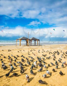 Windy winter day in the Mediterranean Sea. Large flock of pigeons resting on a sandy beach