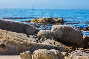 African black-white penguins. Boulders Penguin Colony in the South Africa. Large rocks and seaweed on the Atlantic Ocean. The concept of ecotourism