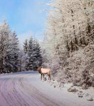 Sunny day at Christmas. The snow-covered road in the northern forest. The red deer with branchy horns costs on  skiing run