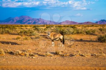 Oryx standing at the road in the savannah. Dirt road in the African steppe. The concept of exotic tourism. Travel to Namibia