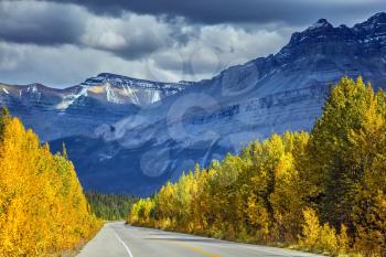 Bright yellow aspen and birch beside the road.  Majestic mountains and glaciers on the background of cloudy sky. Canadian Rockies, Banff National Park in the autumn