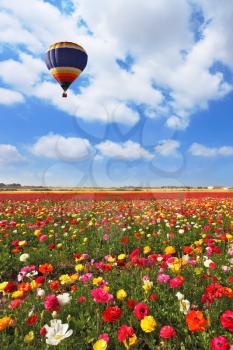 Over the blossoming field of flying a balloon. A lot of lovely blooming flowers and shining clouds. 