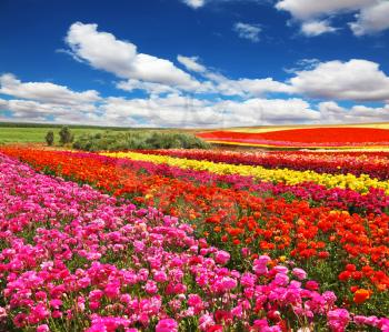  Flowers planted with broad bands of bright colors - red, yellow and pink. Field of multi-colored decorative buttercups Ranunculus Bloomingdale  