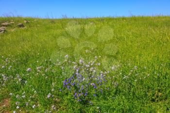 Spring flowering Golan. Gentle hills covered with fresh grass and wild flowers