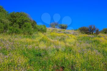 The legendary Golan heights in a fine sunny day. Picturesque carpet of spring flowers and fresh grass. Israel