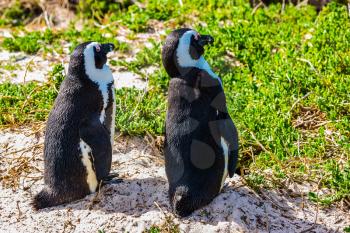 Two penguins on coastal sand of the Atlantic Ocean. Boulders Penguin Colony, National Park Table Mountain. South Africa.