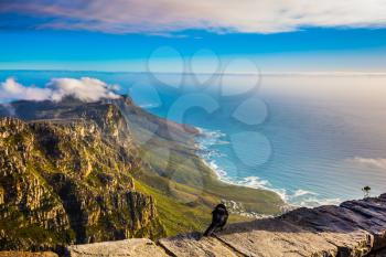 National Park Table Mountain, Cape Town. View of the Atlantic Ocean into the sunset. On the stone large crow sitting