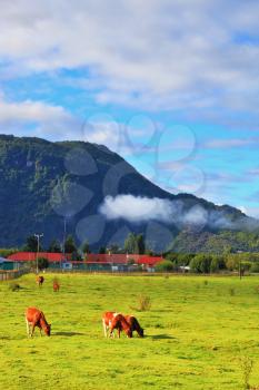 Rural idyll in Chilean Patagonia. Orange and black cows graze on the beautiful grass field