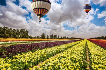  Huge field of blossoming garden buttercups-ranunculus. Above the flowers flying big bright balloons. Israel spring