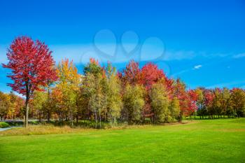  The concept of active tourism. Multi-colored trees stand out beautifully against the blue sky. Golden autumn in French Canada
