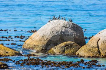  Large boulders on the beach of the Atlantic Ocean. Boulders Penguin Colony in the Table Mountain National Park, South Africa. The concept of ecotourism