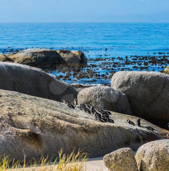 Large rocks and seaweed on the beach of Atlantic Ocean. Boulders Penguin Colony in the Table Mountain National Park, South Africa. The concept of ecotourism