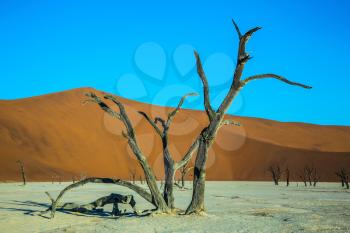 The dried lake Deadvlei. Picturesque ancient dried-up tree. Namibia, ecotourism in Namib-Naukluft National Park